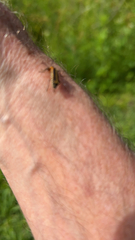 Chauliognathus marginatus