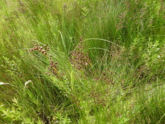 Juncus atratus