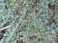 Canthium ciliatum