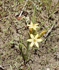 Triteleia ixioides anilina