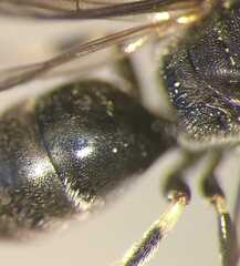 Hylaeus confusus
