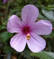 Geranium palmatum