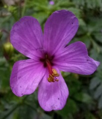 Geranium palmatum