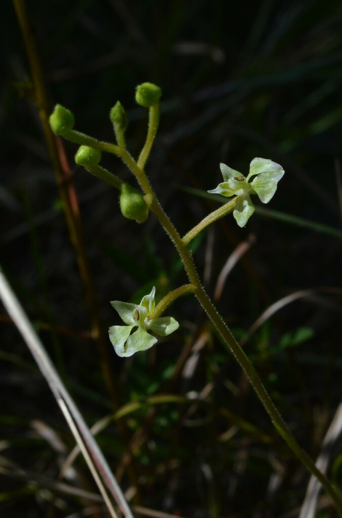 Ponthieva racemosa