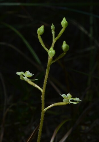 Image of Ponthieva racemosa by (c) Daniel McNair, some rights reserved (CC BY)