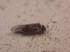 Elipsocidae