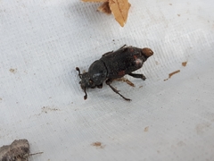 Nicrophorus pustulatus