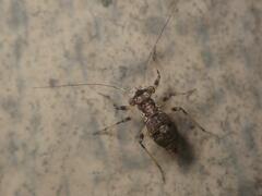 Mesopsocus immunis