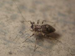Mesopsocus immunis