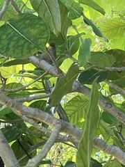 Foudia madagascariensis