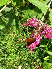 Aglais io