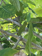 Foudia madagascariensis