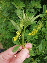 Melilotus altissimus