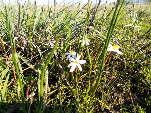 Image of Pauridia alba by (c) De Waal Hugo, some rights reserved (CC BY)