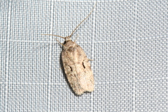 Agonopterix curvilineella