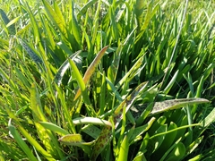 Lachenalia quadricolor