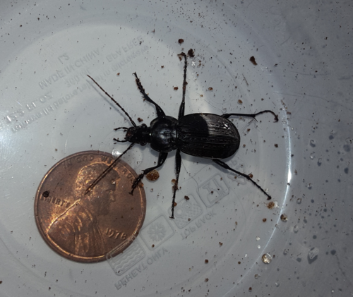 Round Worm and Slug Hunter photo 5