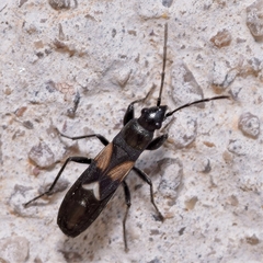 Pterotmetus dimidiatus