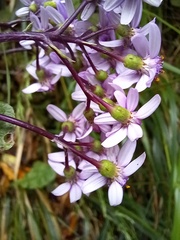 Pericallis aurita