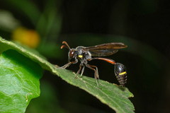 Eustenogaster nigra