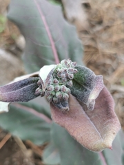 Asclepias hypoleuca