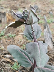 Asclepias hypoleuca