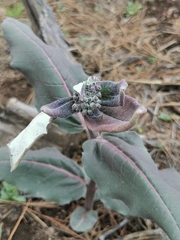Asclepias hypoleuca