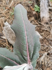 Asclepias hypoleuca