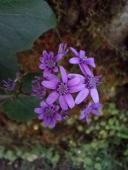 Pericallis aurita