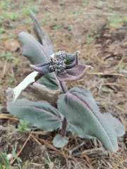 Asclepias hypoleuca