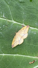 Heterolocha laminaria