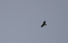 Nisaetus philippensis