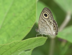 Ypthima stellera