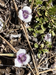 Calochortus elegans