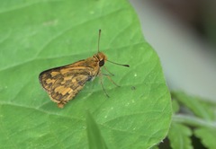 Taractrocera luzonensis