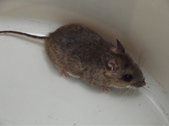 Peromyscus levipes