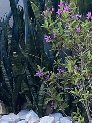 Pseuderanthemum laxiflorum