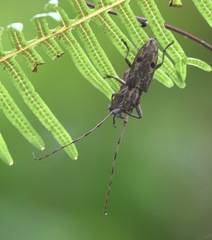 Pelargoderus luzonicus