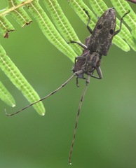 Pelargoderus luzonicus