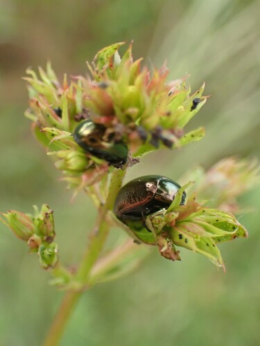 Saint John's Wort Beetle photo 4