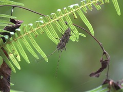 Pelargoderus luzonicus