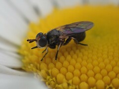 Thecophora propinqua