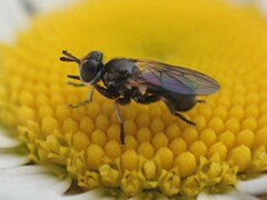 Thecophora propinqua