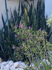 Pseuderanthemum laxiflorum