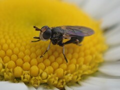 Thecophora propinqua