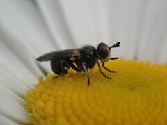 Thecophora propinqua