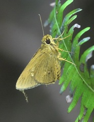 Xanthoneura telesinus