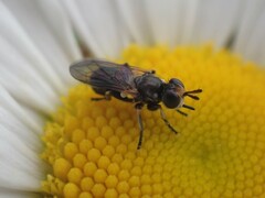 Thecophora propinqua