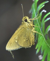 Xanthoneura telesinus