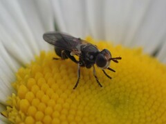 Thecophora propinqua